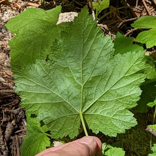 Thimbleberry (Rubus parviflorus), photograph