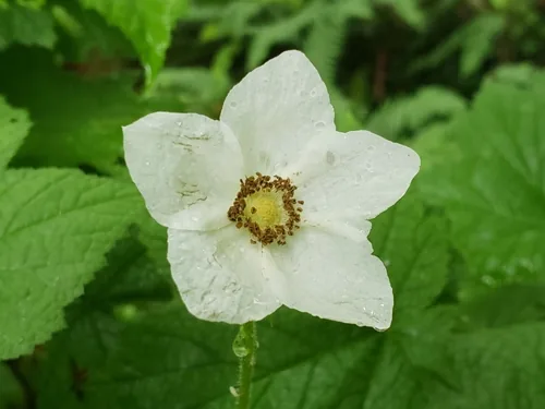 Thimbleberry (Rubus parviflorus), photograph