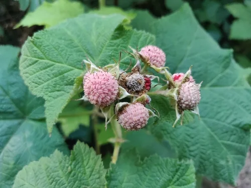 Photo: (c) Alexander Wentworth, some rights reserved · CC BY · via iNaturalist thimbleberry (Rubus parviflorus), photograph