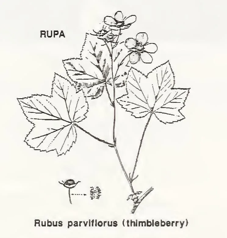 Thimbleberry (Rubus parviflorus), botanical illustration