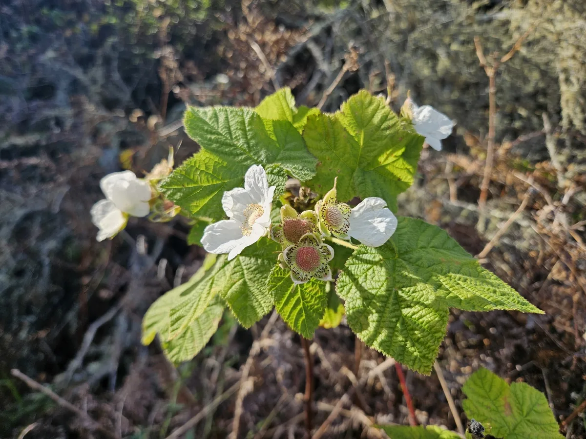 Thimbleberry (Rubus parviflorus), photograph