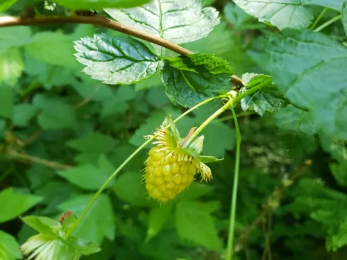 Photo: (c) Gavin Slater, some rights reserved (CC BY) · cc-by · via iNaturalist Salmonberry (Rubus spectabilis), photograph