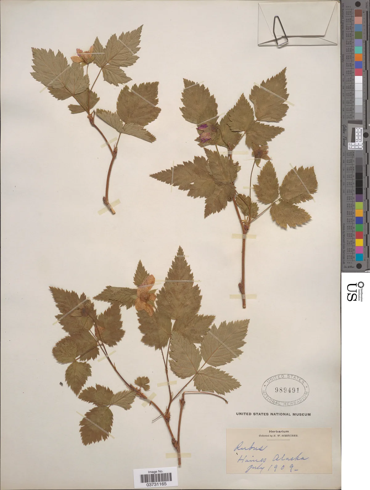 Salmonberry (Rubus spectabilis), photograph
