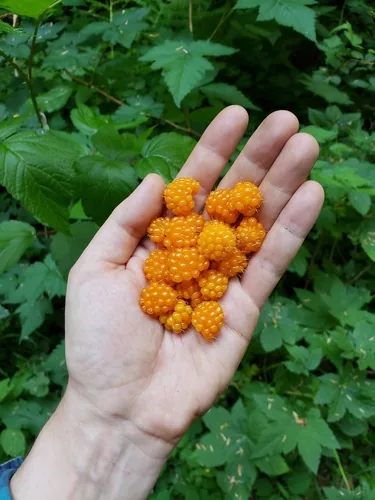 Photo: (c) Alex Abair, some rights reserved · CC BY · via iNaturalist salmonberry (Rubus spectabilis), photograph
