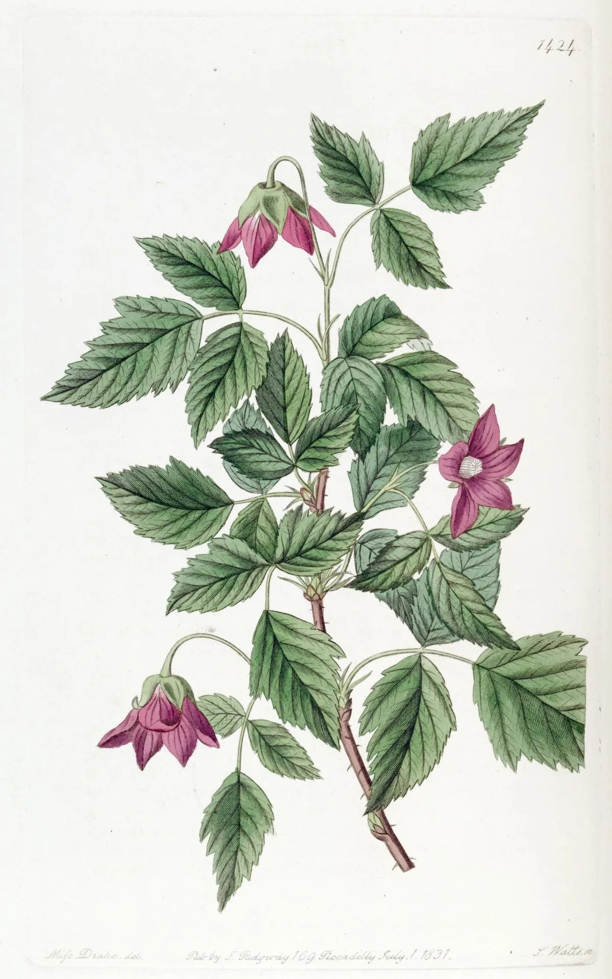 Salmonberry (Rubus spectabilis), botanical illustration