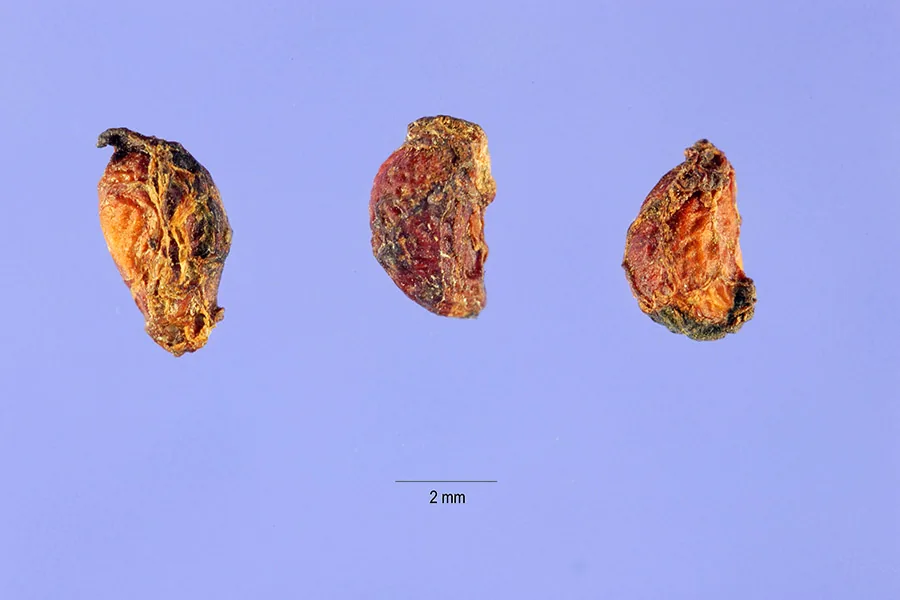 Salmonberry (Rubus spectabilis), photograph