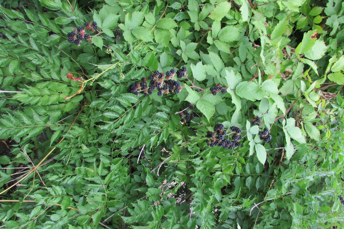 Photo: Chris Light, CC BY-SA 4.0, via Wikimedia Commons · CC BY-SA 4.0 · via Wikimedia Commons Boysenberry (Rubus ursinus × idaeus), photograph