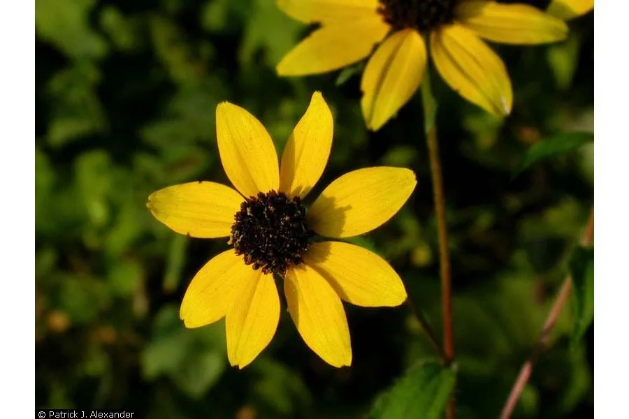 black-eyed Susan (Rudbeckia hirta), photograph