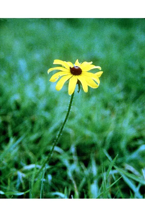 black-eyed Susan (Rudbeckia hirta), photograph