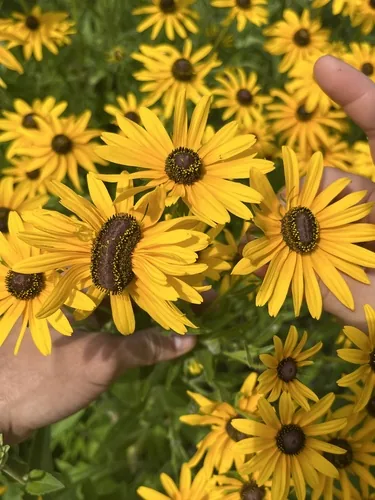 Black-eyed Susan, photograph