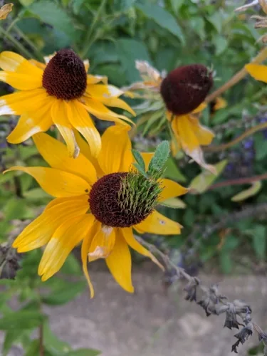 black-eyed Susan (Rudbeckia hirta), photograph