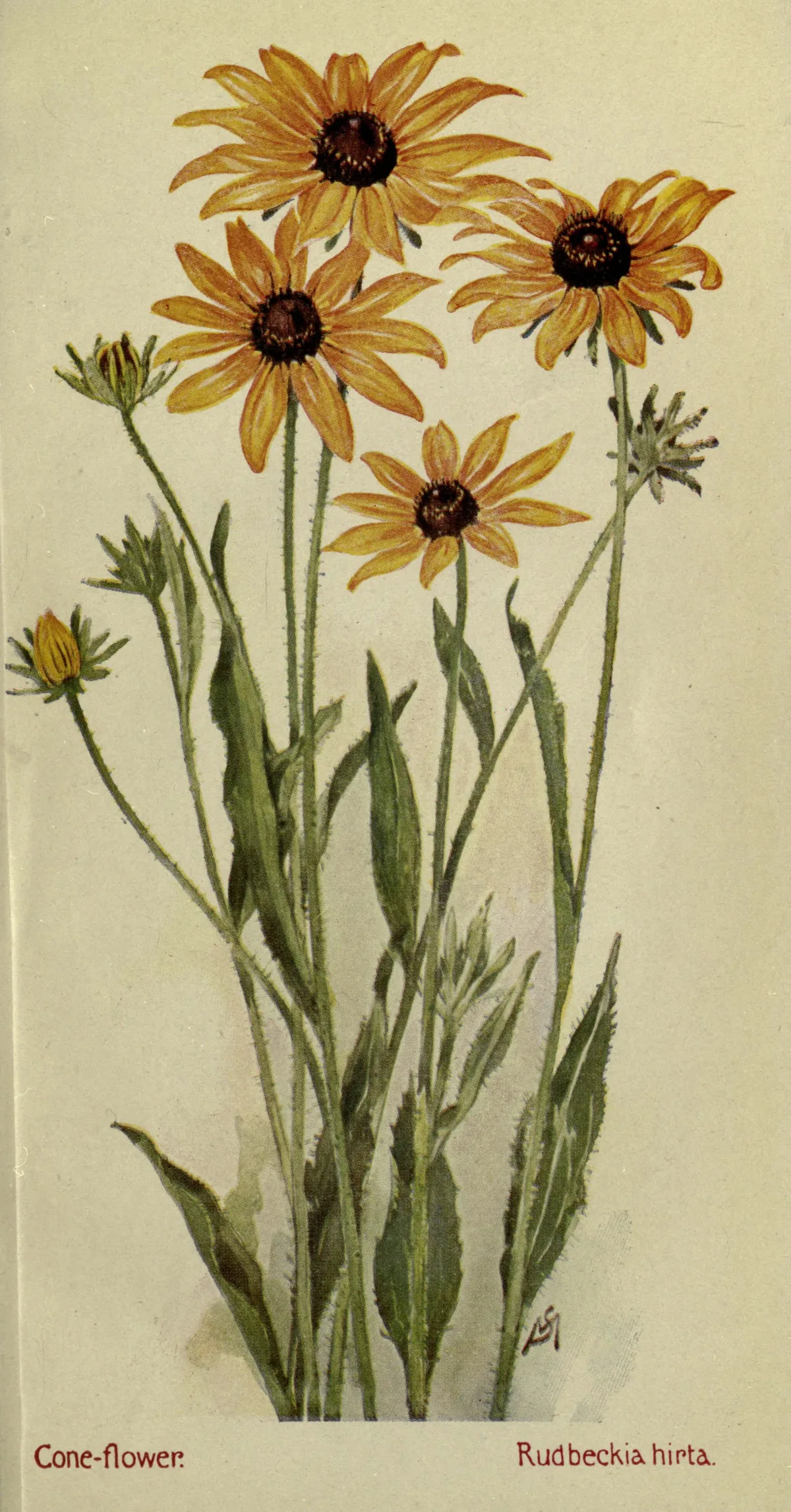 black-eyed Susan (Rudbeckia hirta), botanical illustration