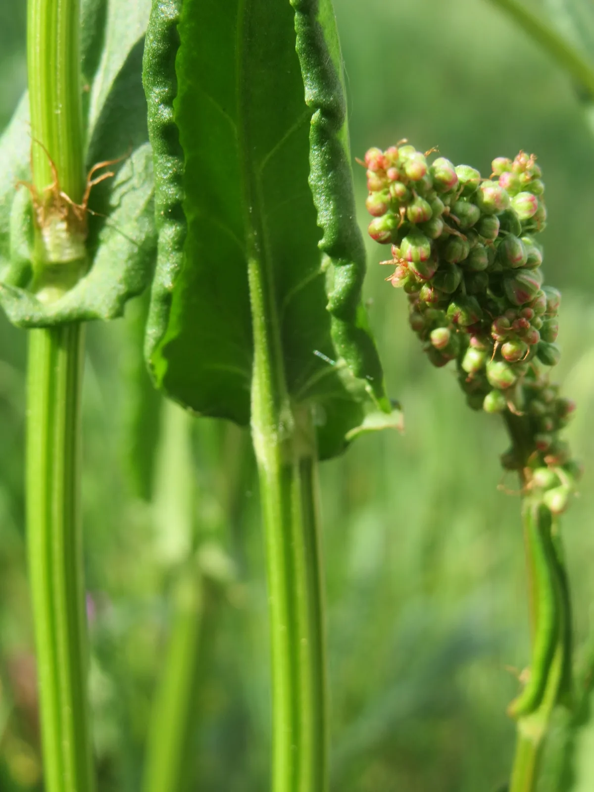 Photo: AnRo0002 · CC0 · via Wikimedia Commons sorrel (Rumex acetosa), photograph
