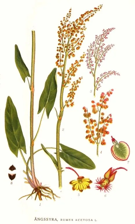Sorrel (Rumex acetosa), botanical illustration