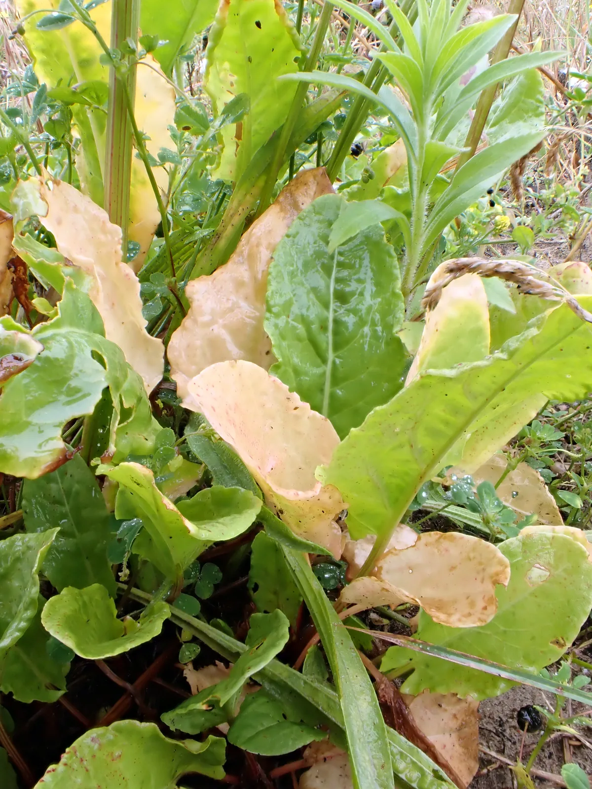 Sorrel (Rumex acetosa), photograph