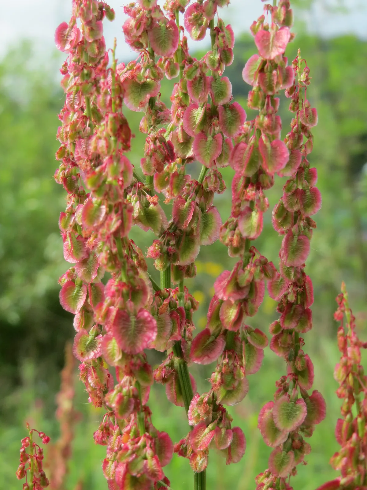 Photo: AnRo0002 · CC0 · via Wikimedia Sorrel (Rumex acetosa), photograph