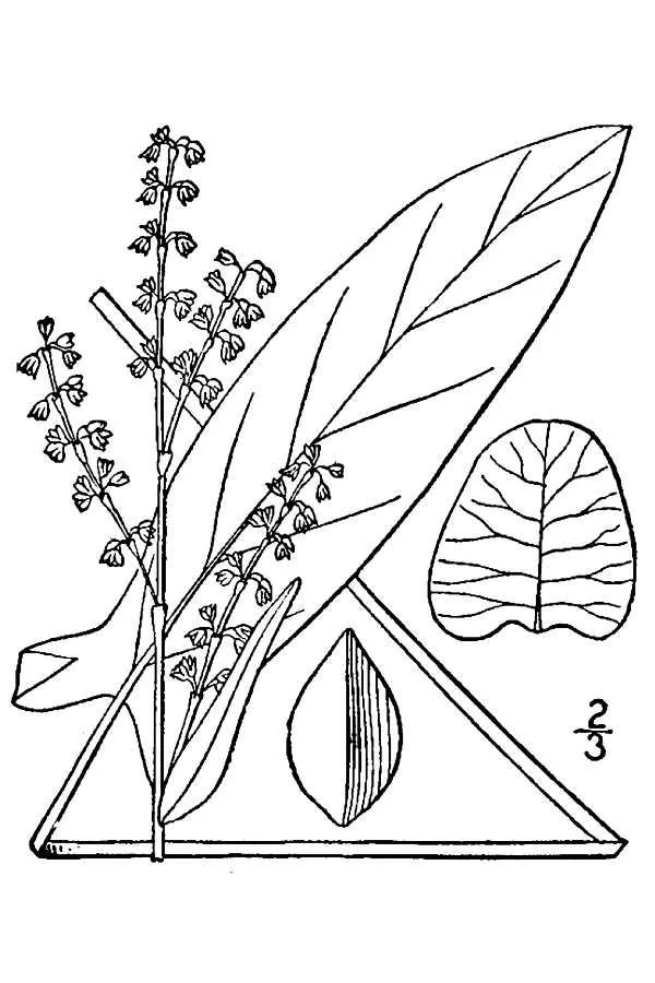 Sorrel (Rumex acetosa), botanical illustration