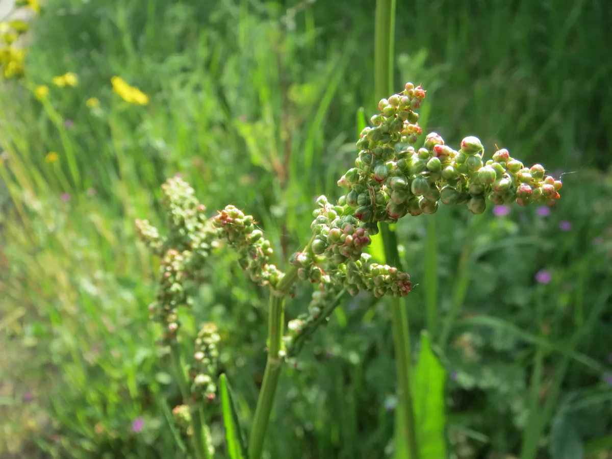 Sorrel (Rumex acetosa), photograph