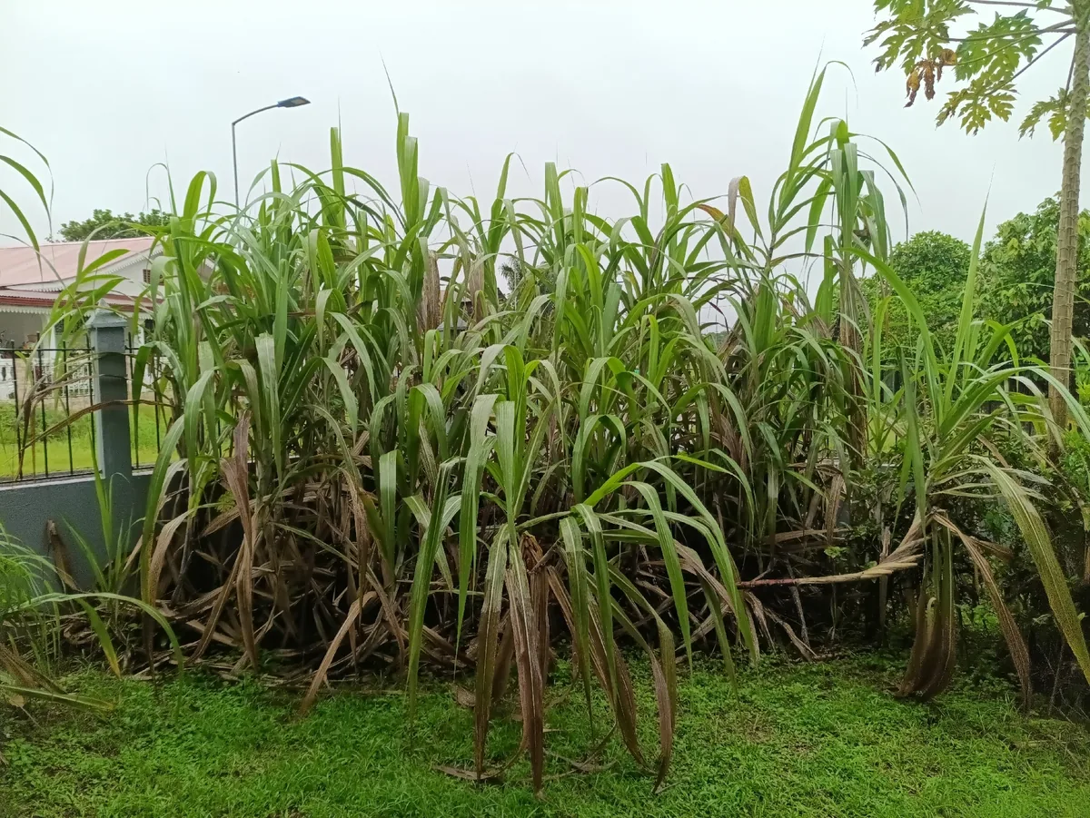 Photo: Guillaume Delaitre, via iNaturalist · CC BY · via GBIF sugar cane (Saccharum officinarum), photograph