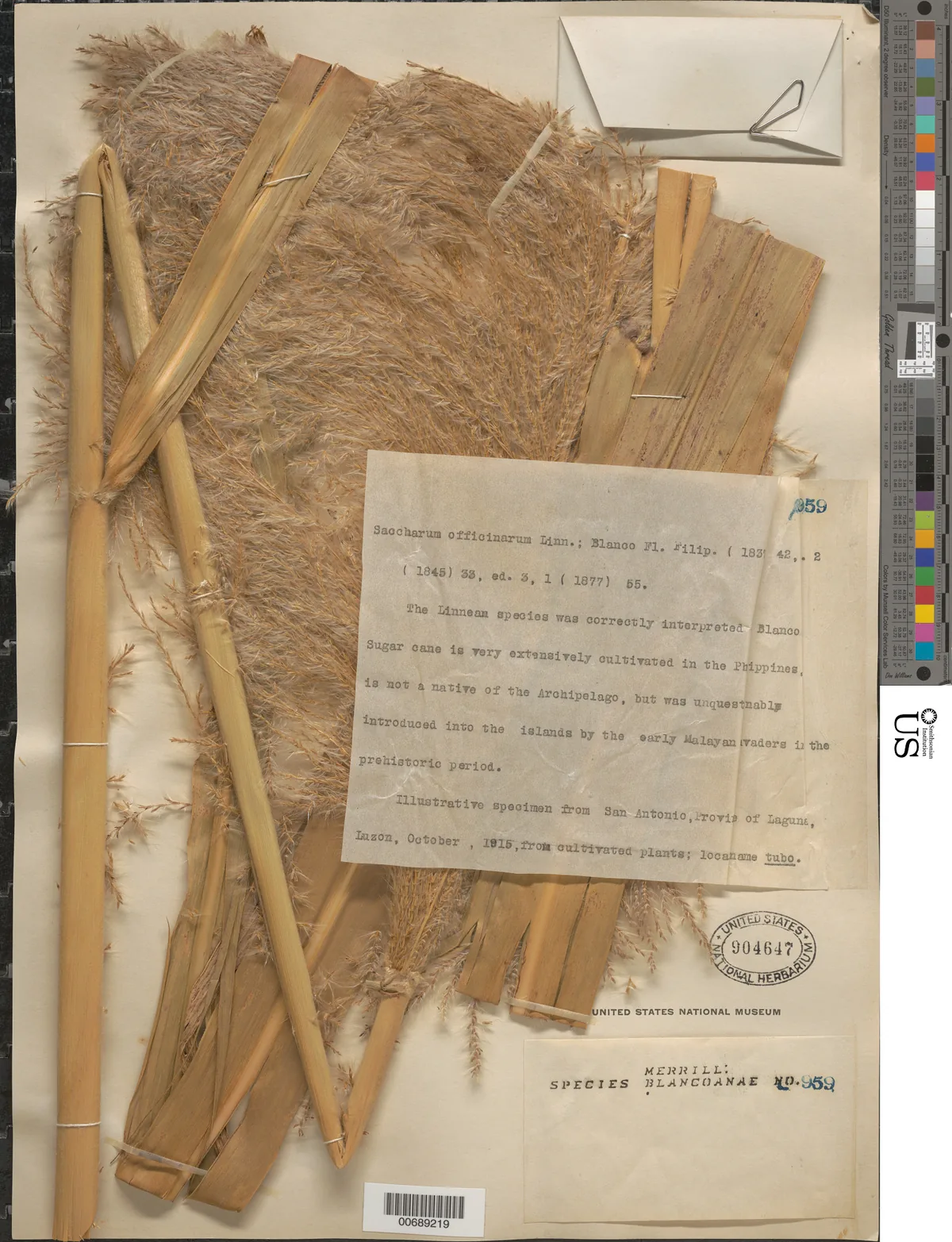 Sugar Cane (Saccharum officinarum), photograph