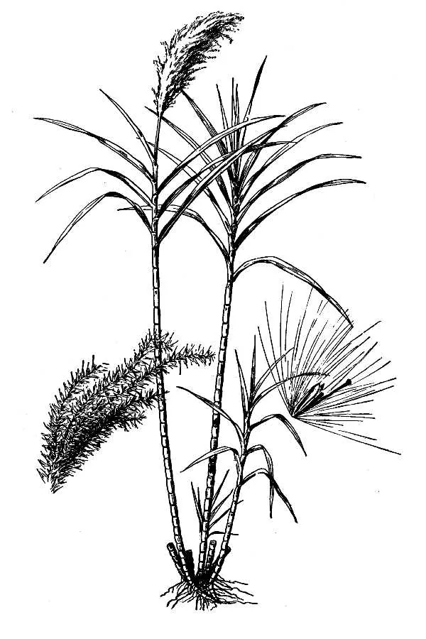 Illustration: Hitchcock, A.S. (rev. A. Chase) · Public Domain (USDA-NRCS PLANTS Database) · via USDA Sugar Cane (Saccharum officinarum), botanical illustration
