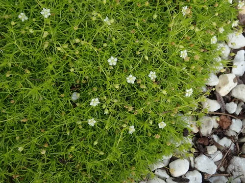 Photo: (c) Daniel Cahen, some rights reserved · CC BY · via iNaturalist Irish moss (Sagina subulata), photograph