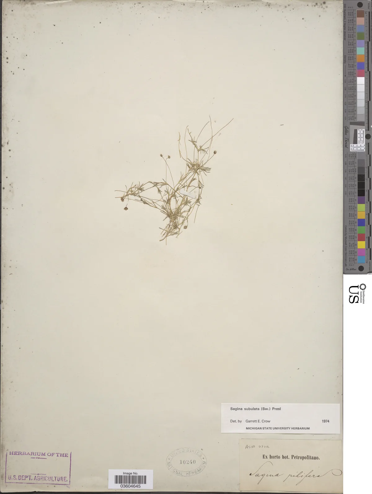 Irish moss (Sagina subulata), photograph