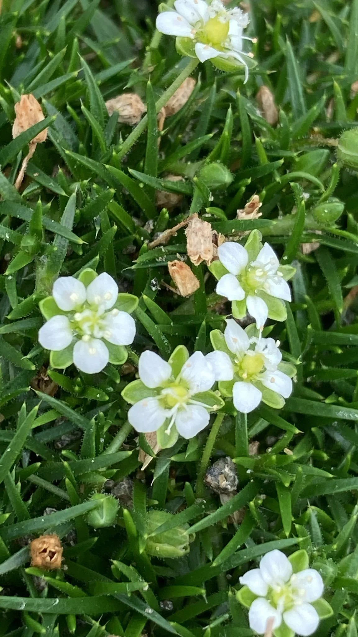 Irish moss (Sagina subulata), photograph