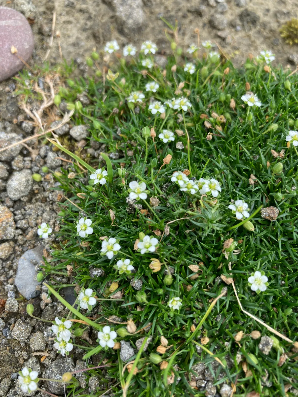 Irish moss (Sagina subulata), photograph