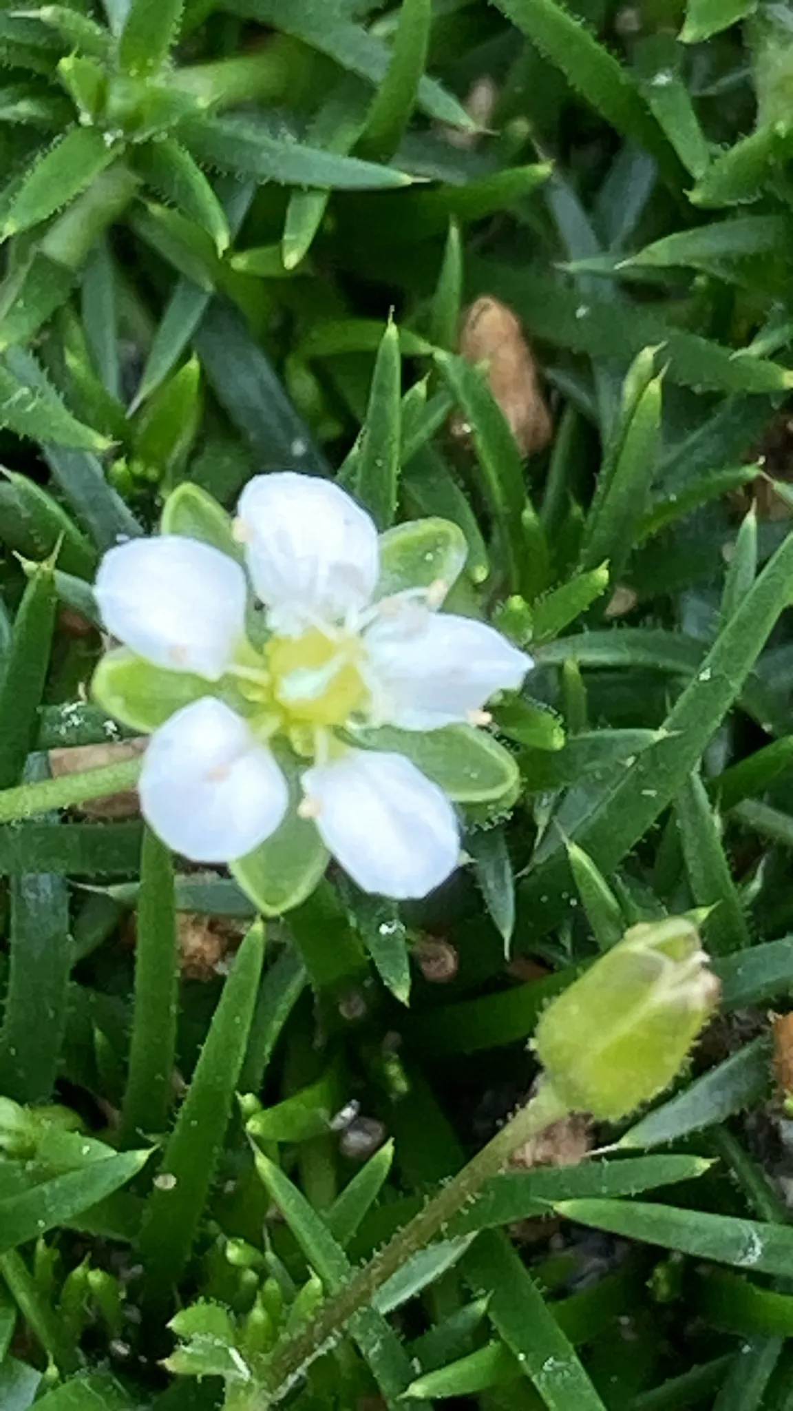 Irish moss (Sagina subulata), photograph