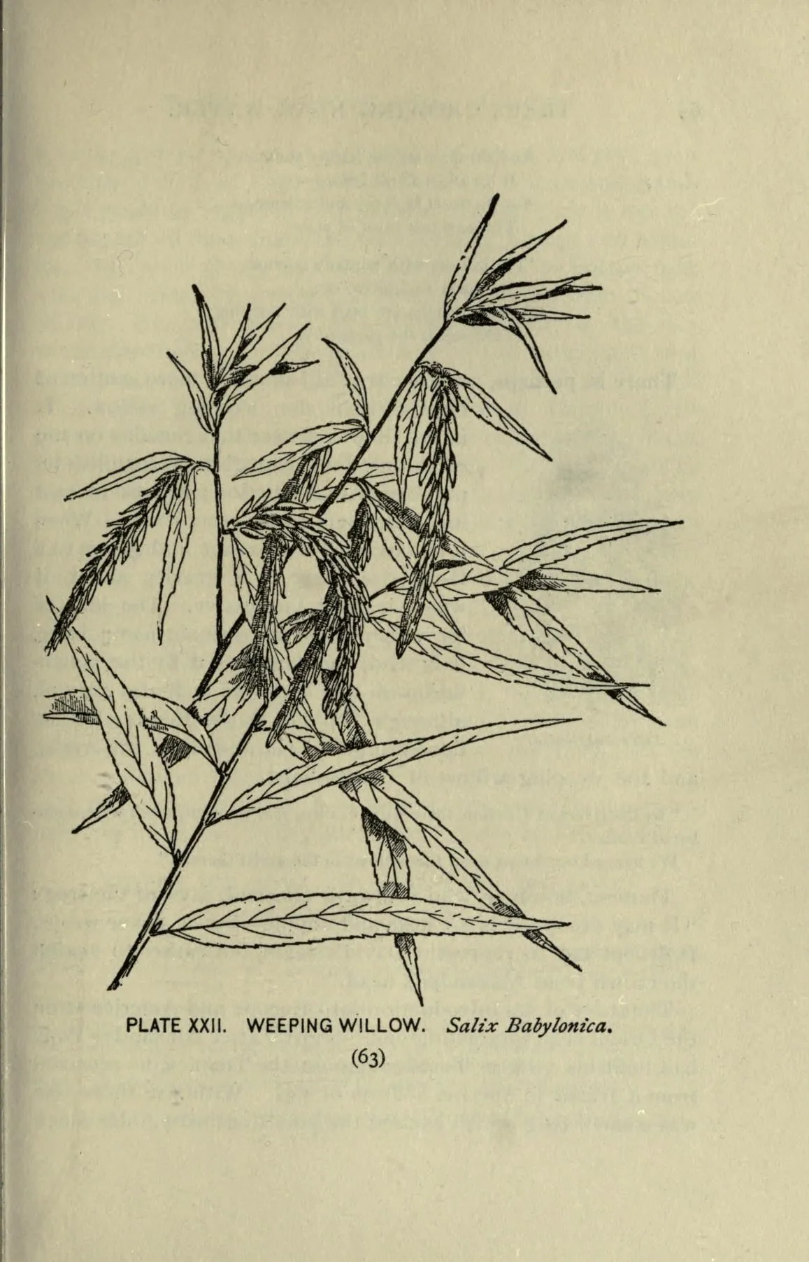 weeping willow (Salix babylonica), botanical illustration