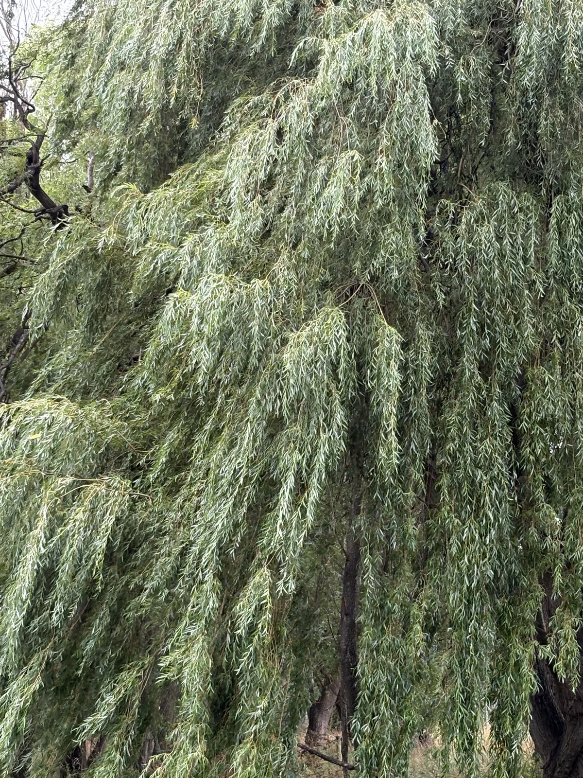 weeping willow (Salix babylonica), photograph