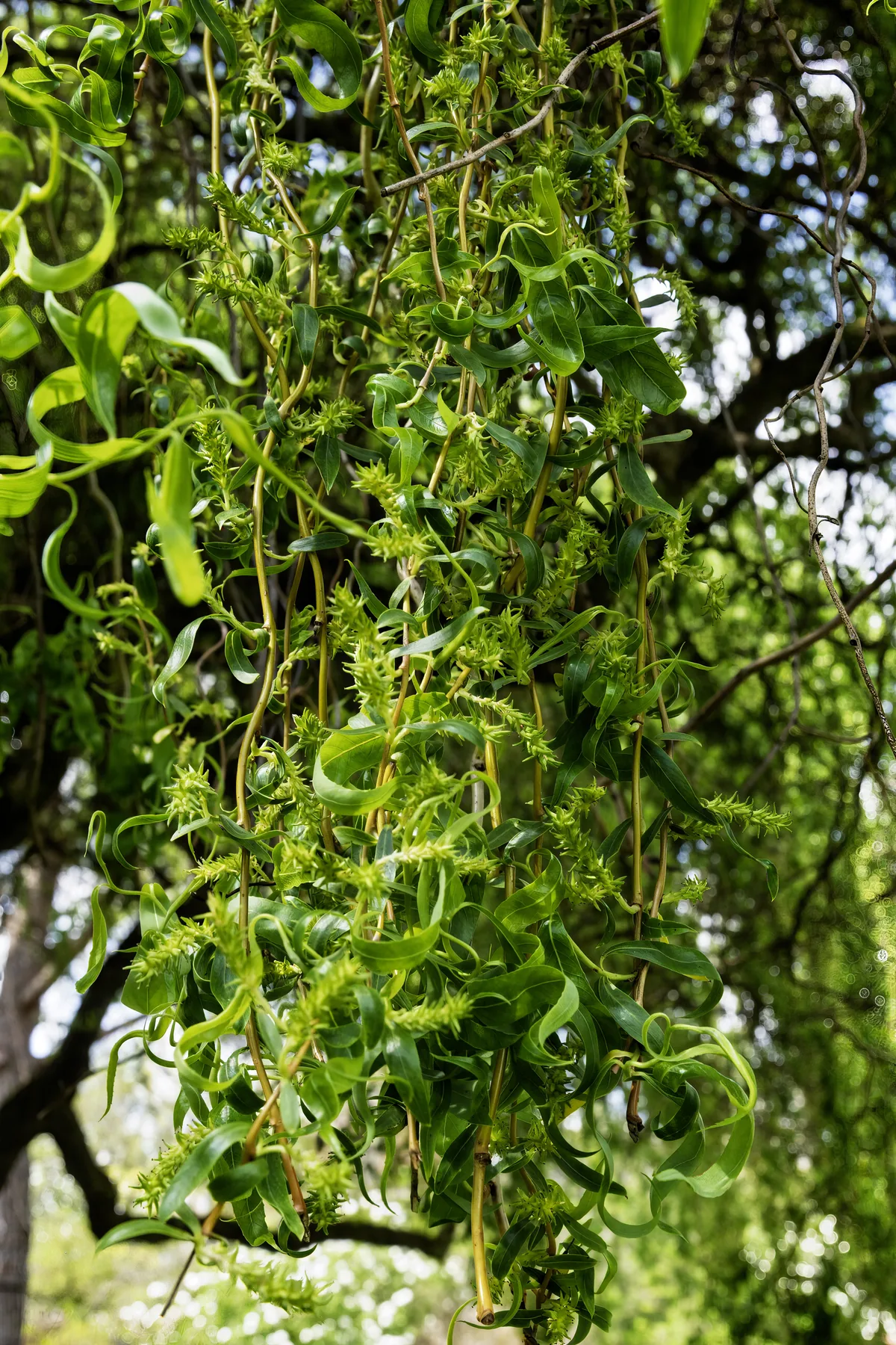 Photo: Didier Descouens · CC BY-SA 4.0 · via Wikimedia Commons weeping willow (Salix babylonica), photograph