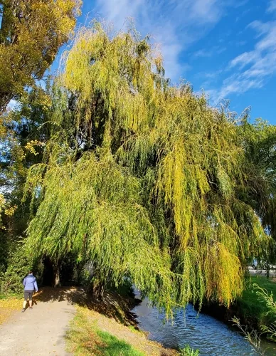 weeping willow (Salix babylonica), photograph