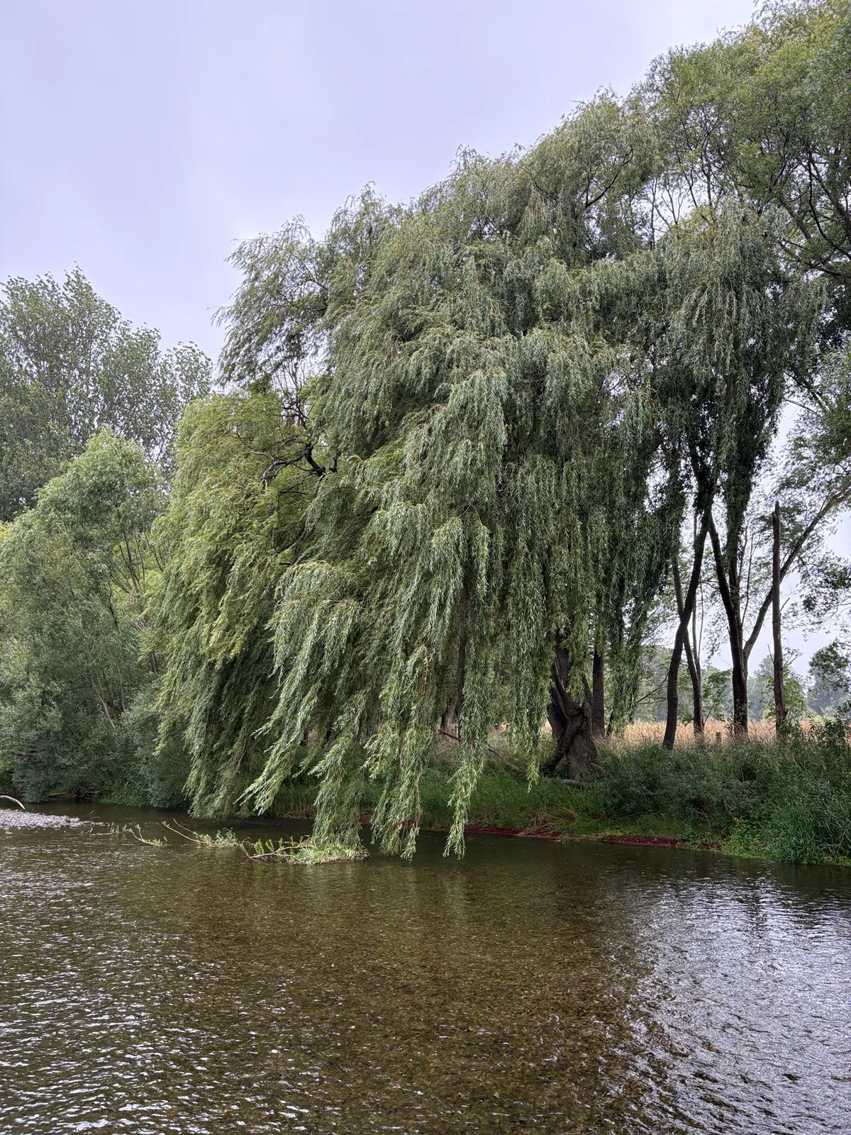 weeping willow (Salix babylonica), photograph