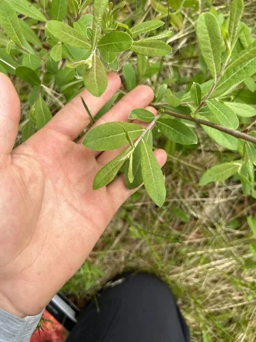 Photo: no rights reserved · cc0 · via iNaturalist Prairie Willow (Salix humilis), photograph