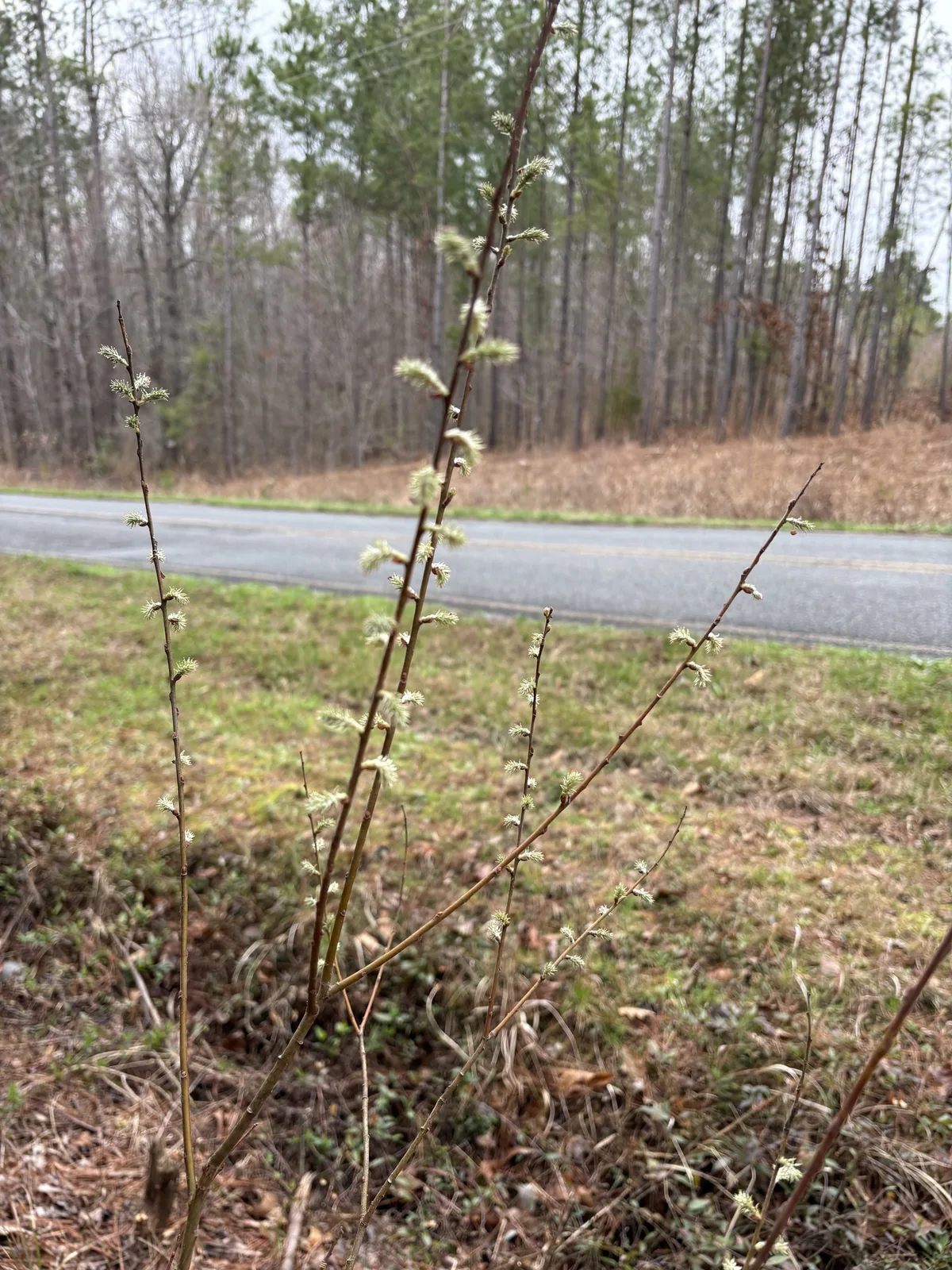 Prairie Willow (Salix humilis), photograph