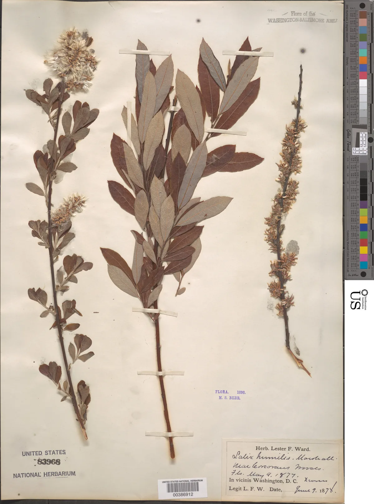 Prairie Willow (Salix humilis), photograph