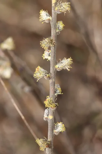 Photo: (c) Jake McCumber, some rights reserved · CC BY · via iNaturalist prairie willow (Salix humilis), photograph