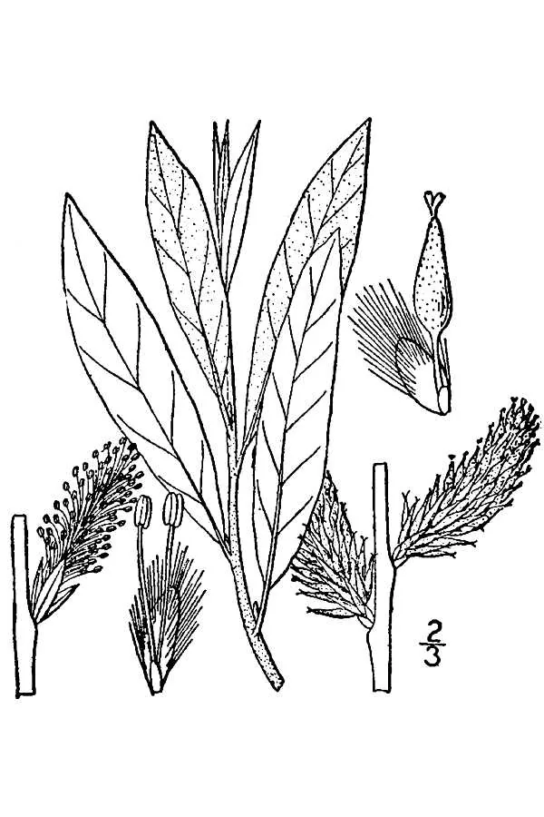 Prairie Willow (Salix humilis), botanical illustration