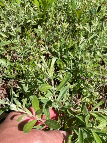 Prairie Willow (Salix humilis), photograph