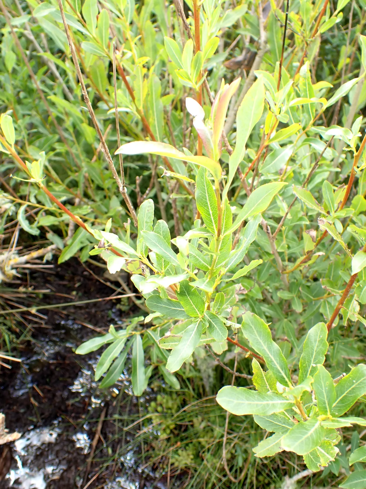dwarf Arctic willow (Salix purpurea), photograph