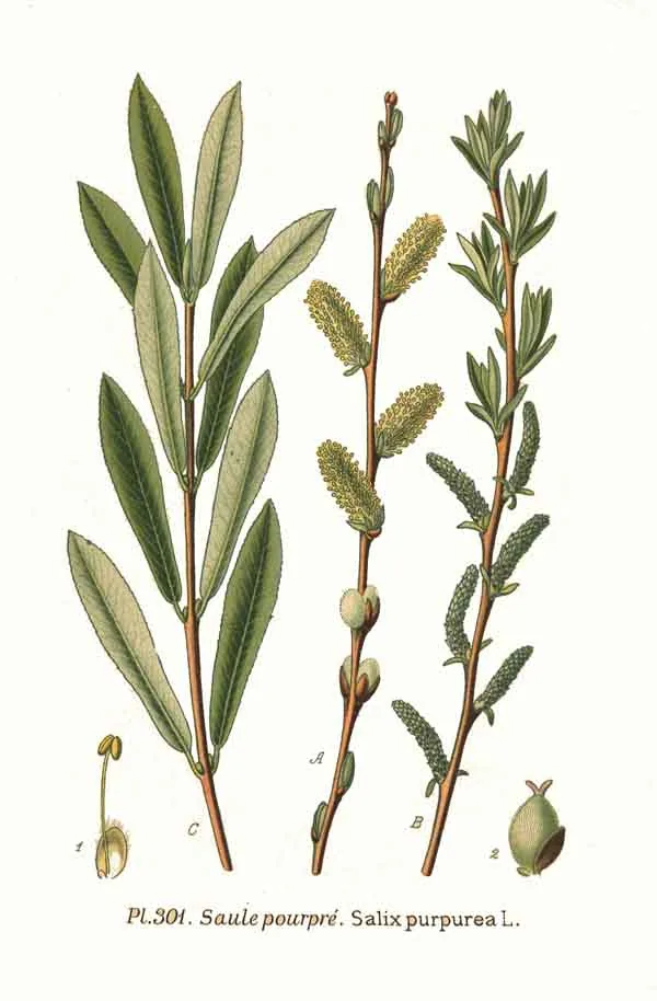 dwarf Arctic willow (Salix purpurea), botanical illustration