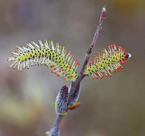 Photo: (c) Kostas Zontanos, some rights reserved · CC BY · via iNaturalist dwarf Arctic willow (Salix purpurea), photograph