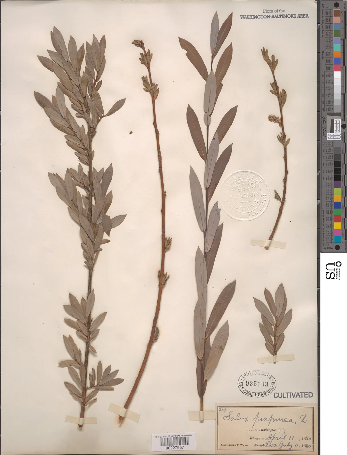 dwarf Arctic willow (Salix purpurea), photograph