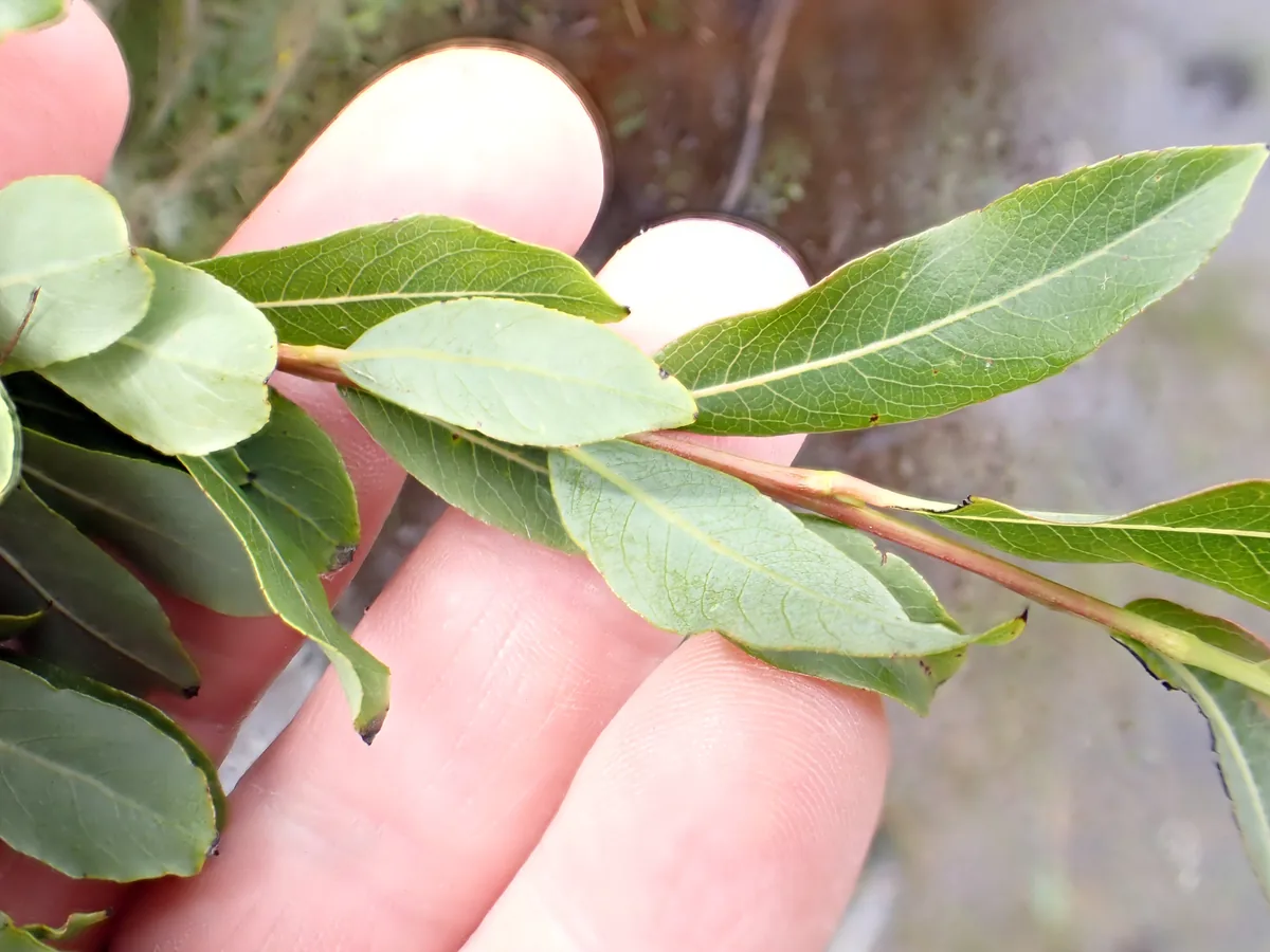 dwarf Arctic willow (Salix purpurea), photograph