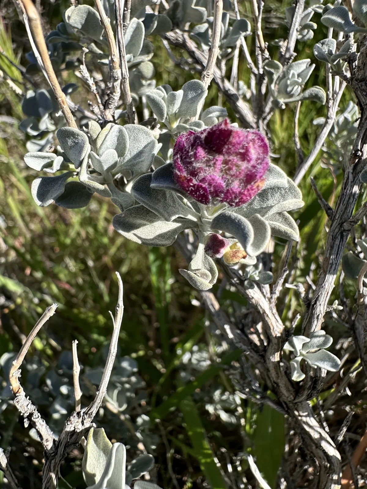 Photo: Leah Gardner, via iNaturalist · CC0 · via GBIF desert sage (Salvia dorrii), photograph