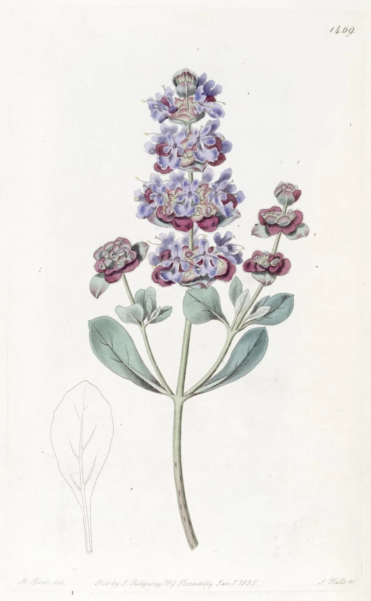 Desert Sage (Salvia dorrii), botanical illustration