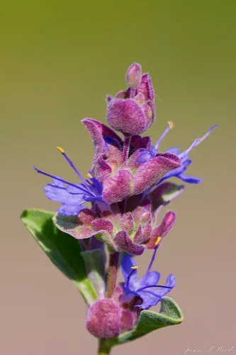 Desert Sage (Salvia dorrii), photograph