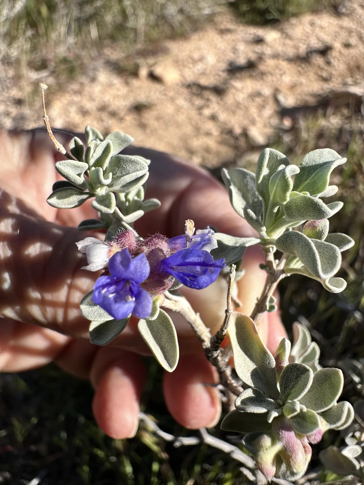 Desert Sage (Salvia dorrii), photograph